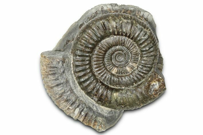 Jurassic Ammonite (Dactylioceras) Fossil - England #362467
